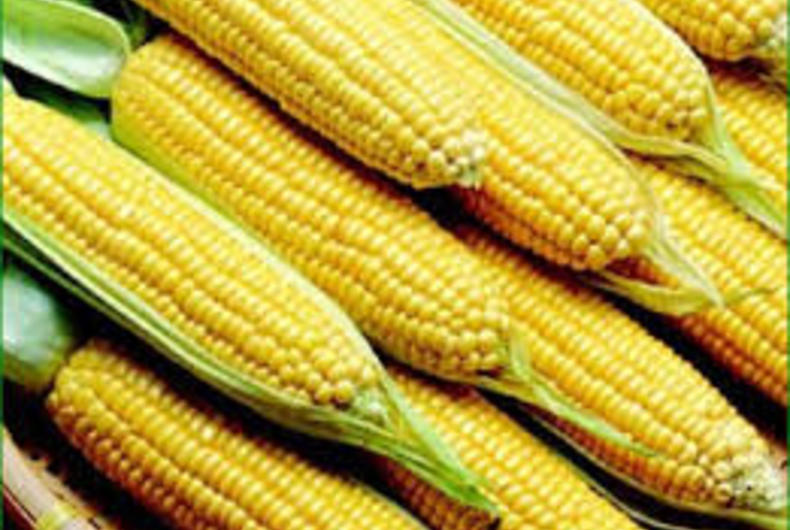 Monsanto e Dow AgroSciences fecham acordo de licença para nova geração de milho.